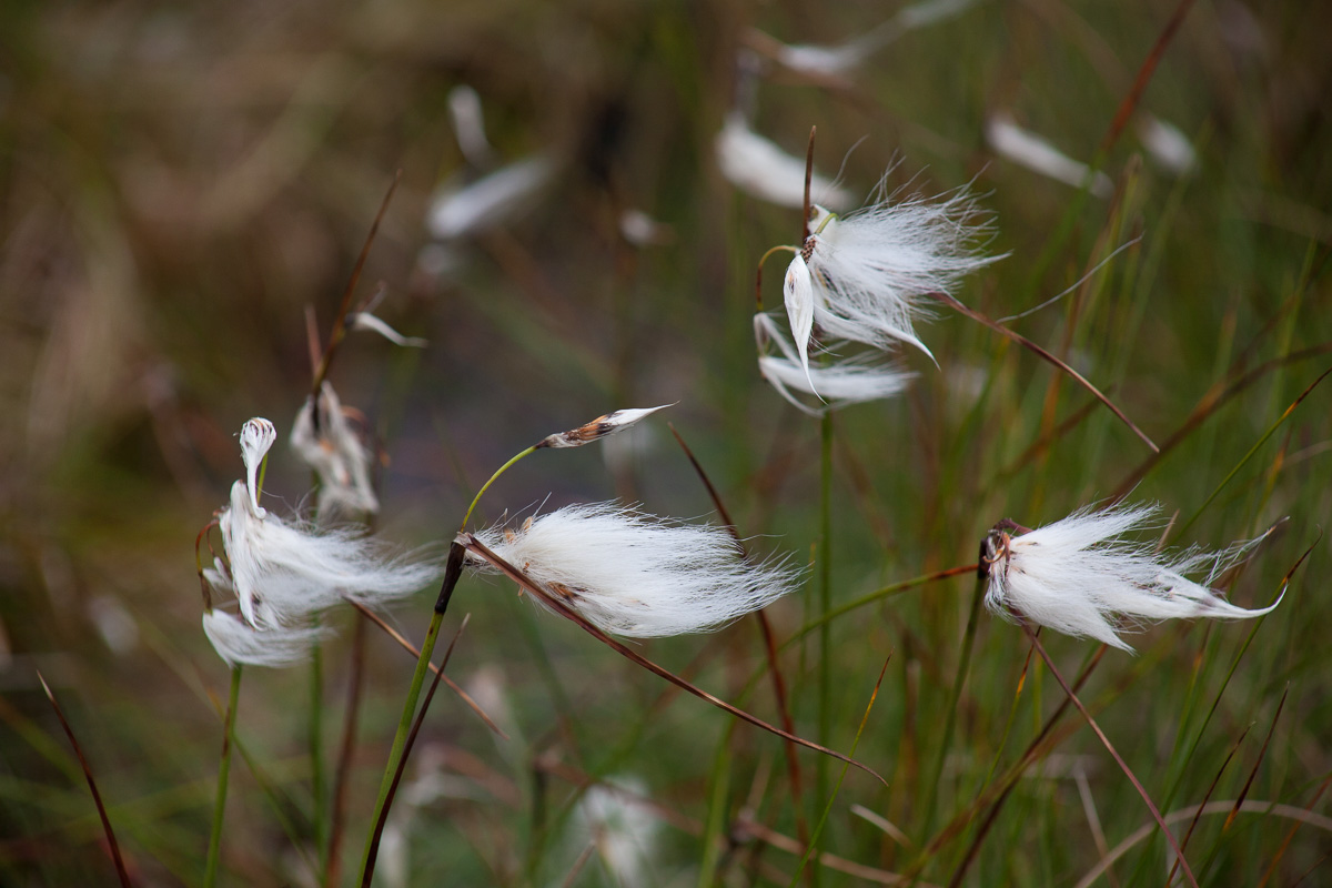 Cotton grass.
