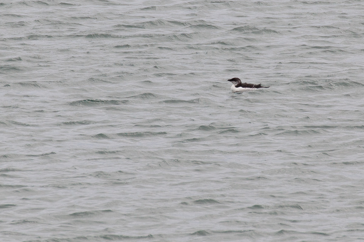 Razorbill