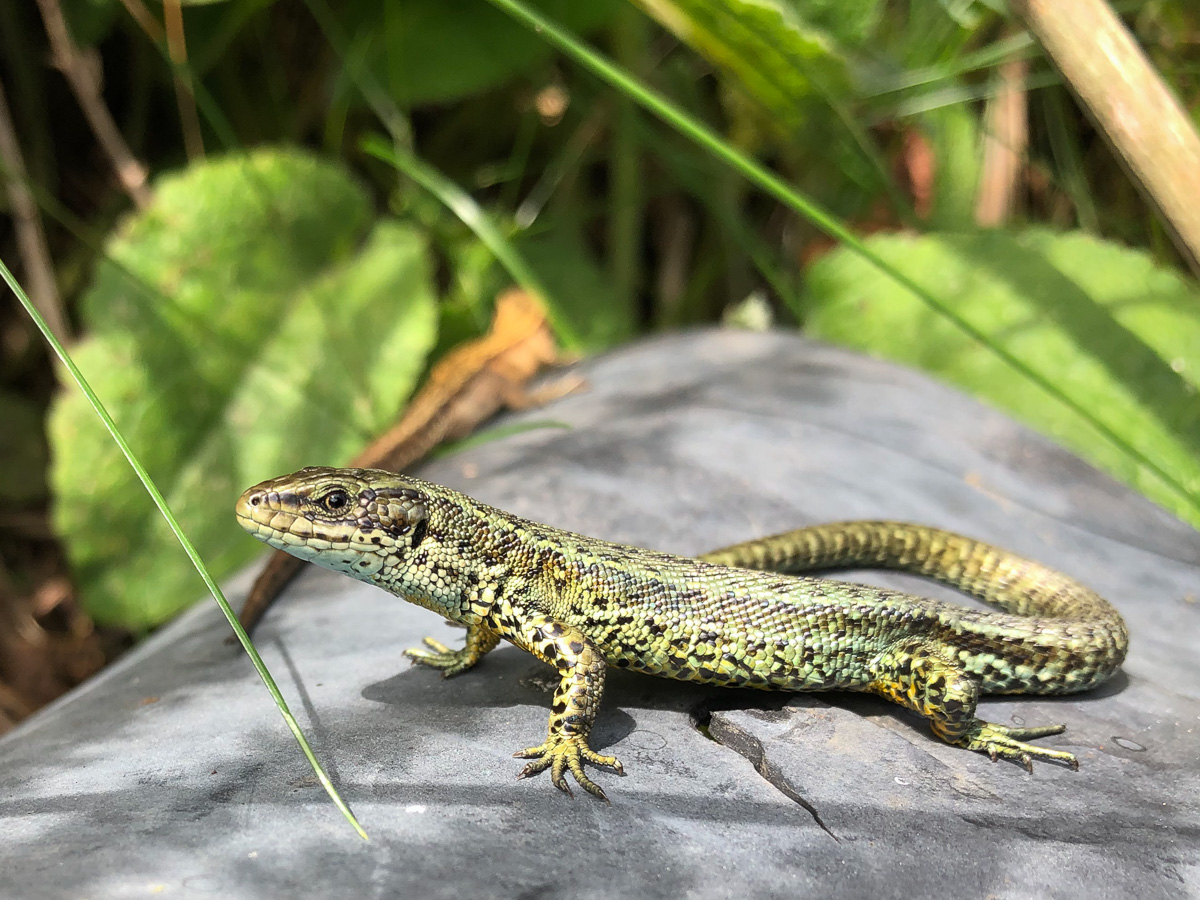 Common lizard