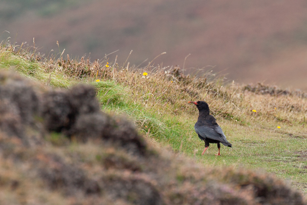Chough
