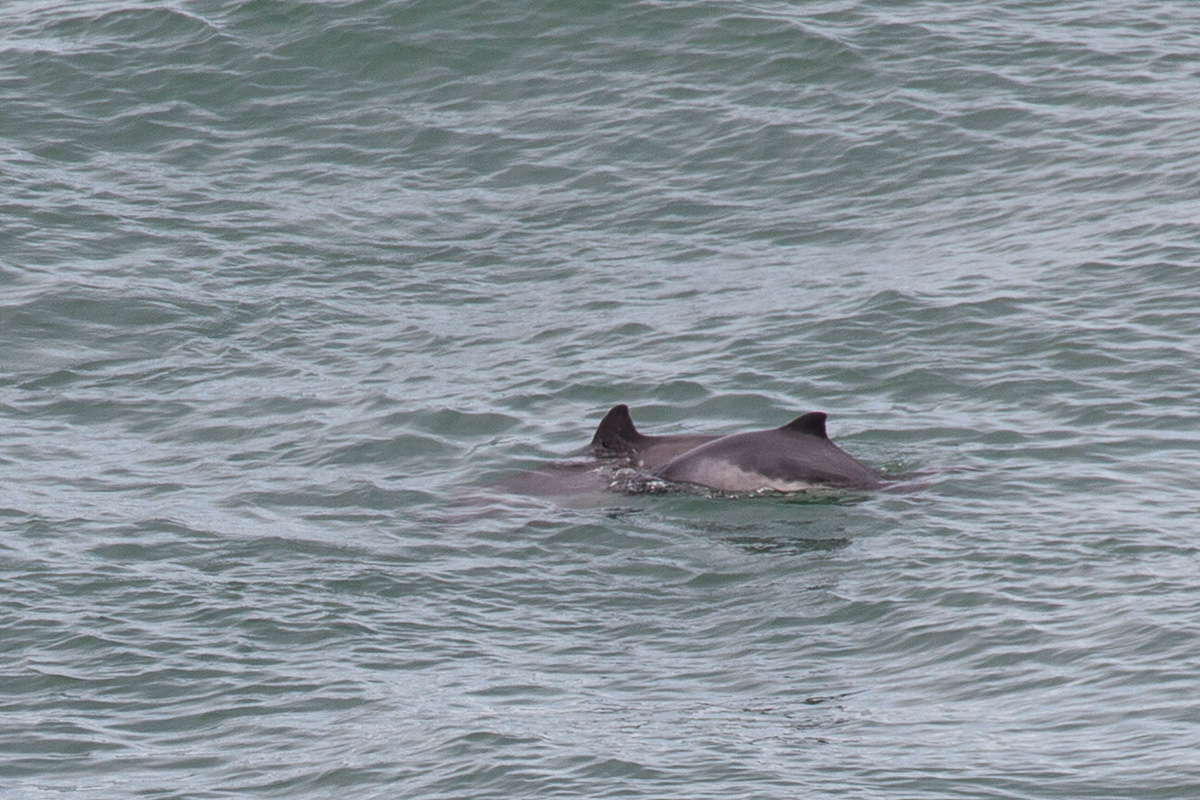Porpoises
