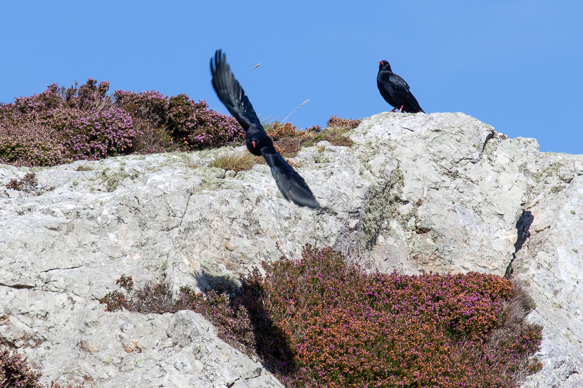 “Choughs