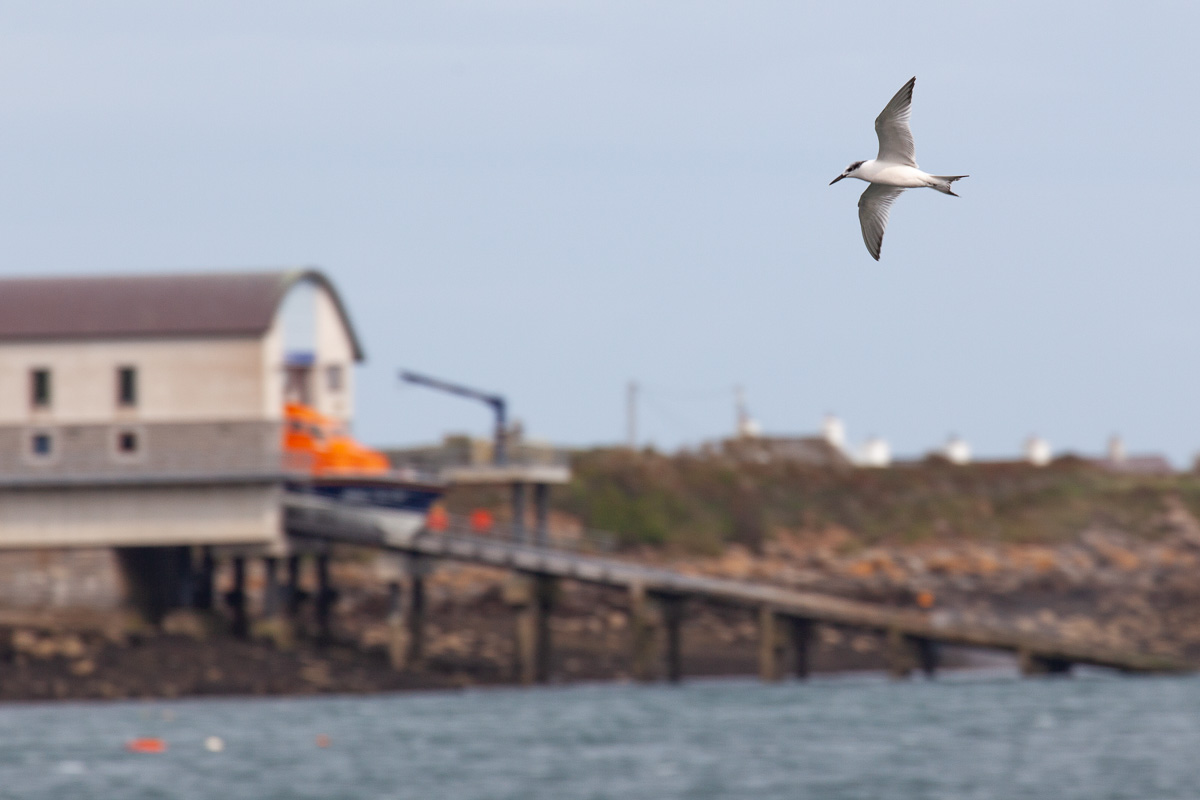 Sandwich tern