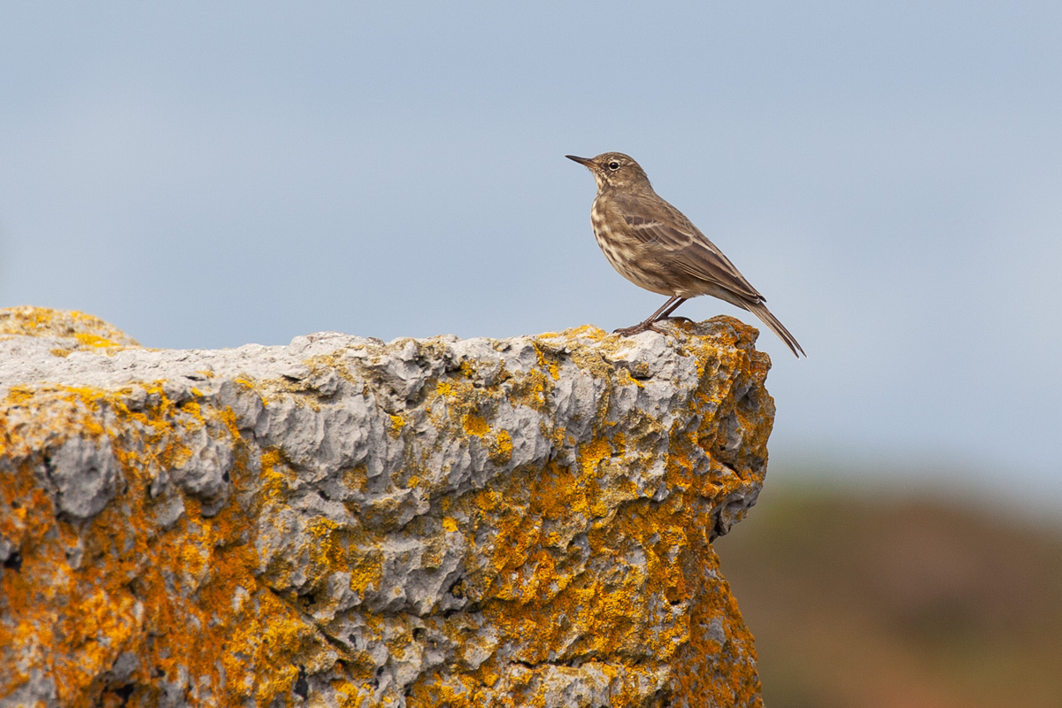Rock pipit