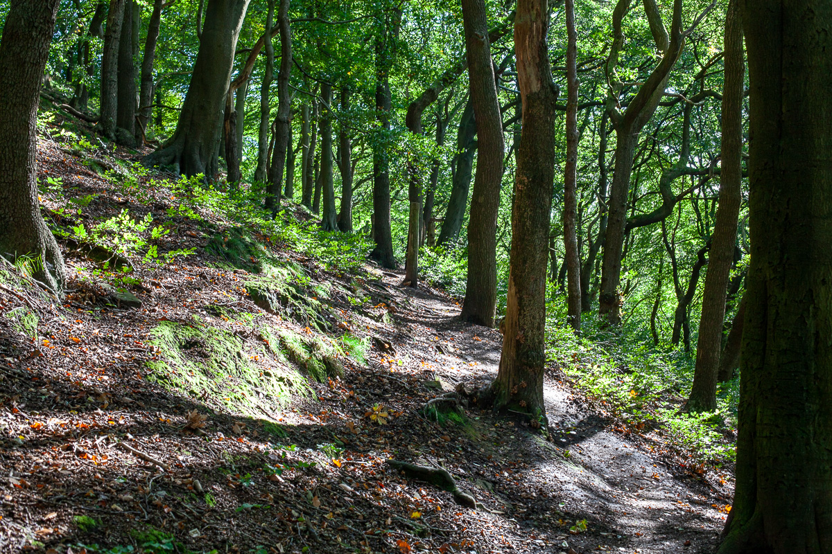 Heading home through the woods