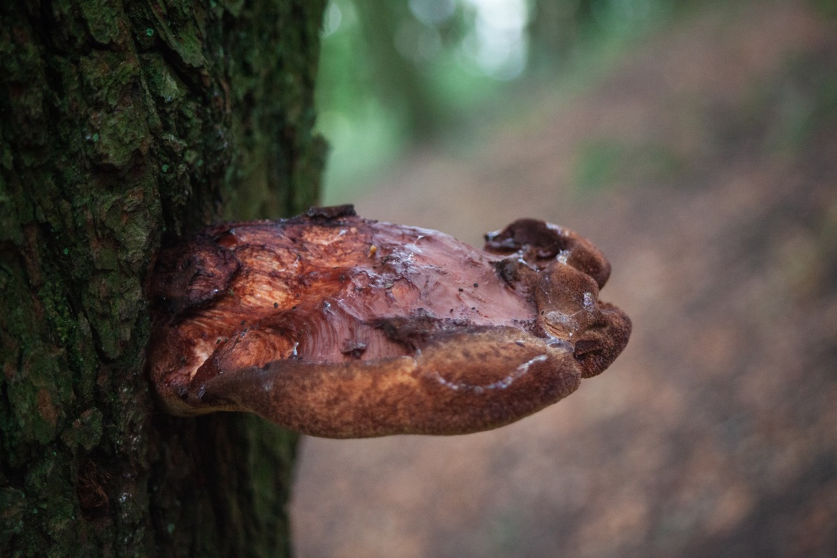 Beefsteak fungus (probably)