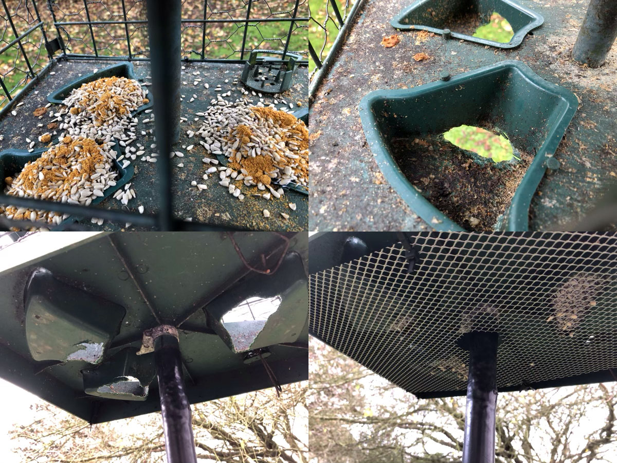 Scenes from the Squirrel War