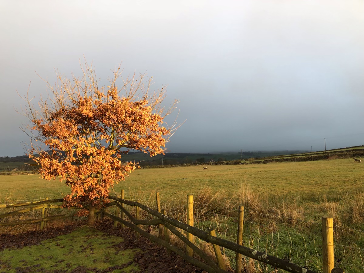Side-lit oak