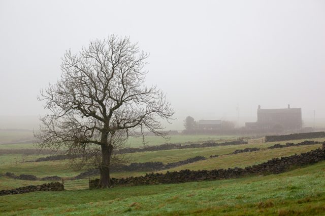 Fog