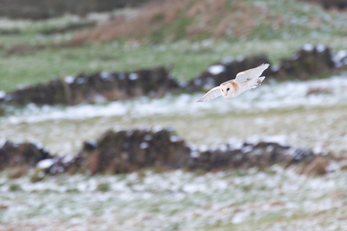 Barn owl