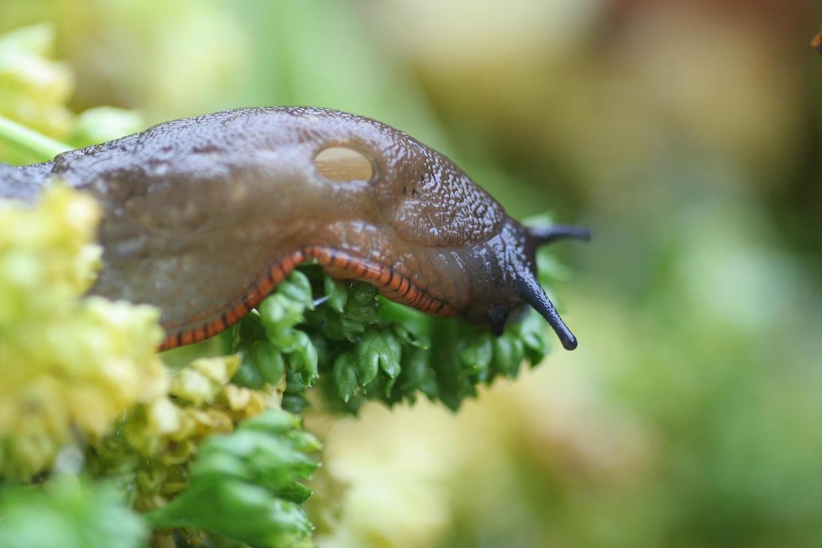 Newsletter No. 21: ‘Positively sluggish’