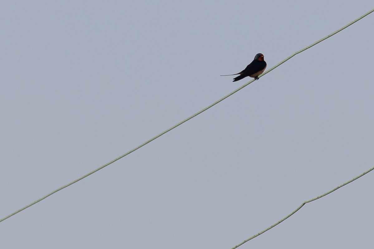 First swallow of the summer