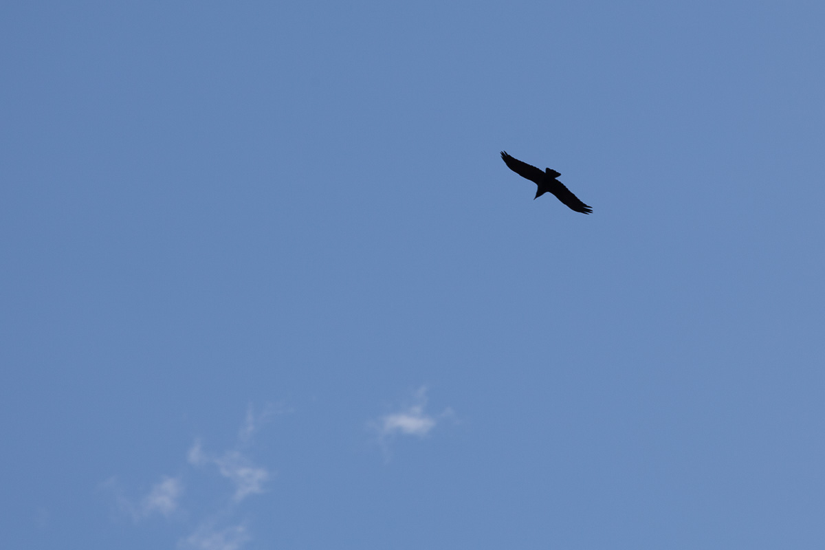 Raven