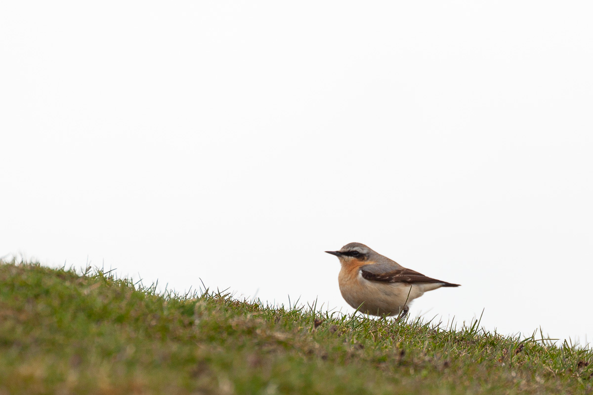 Male wheatear