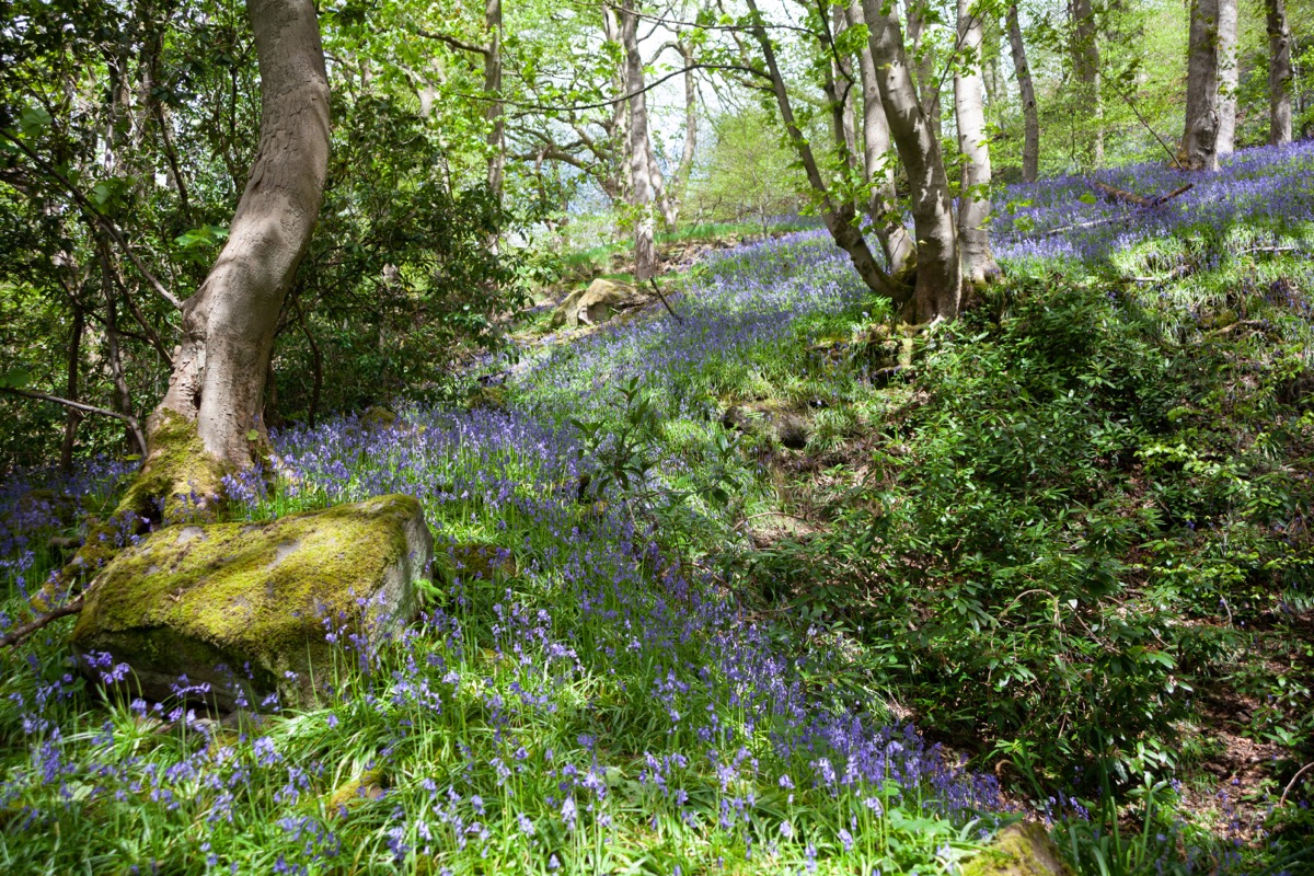 Bluebells