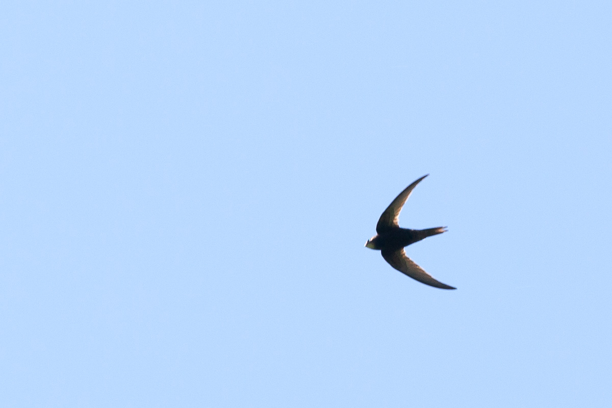 Swift visit