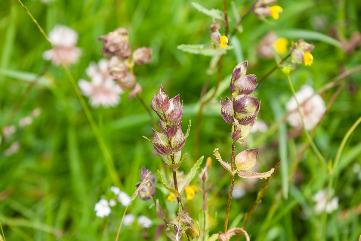 Yellow rattle