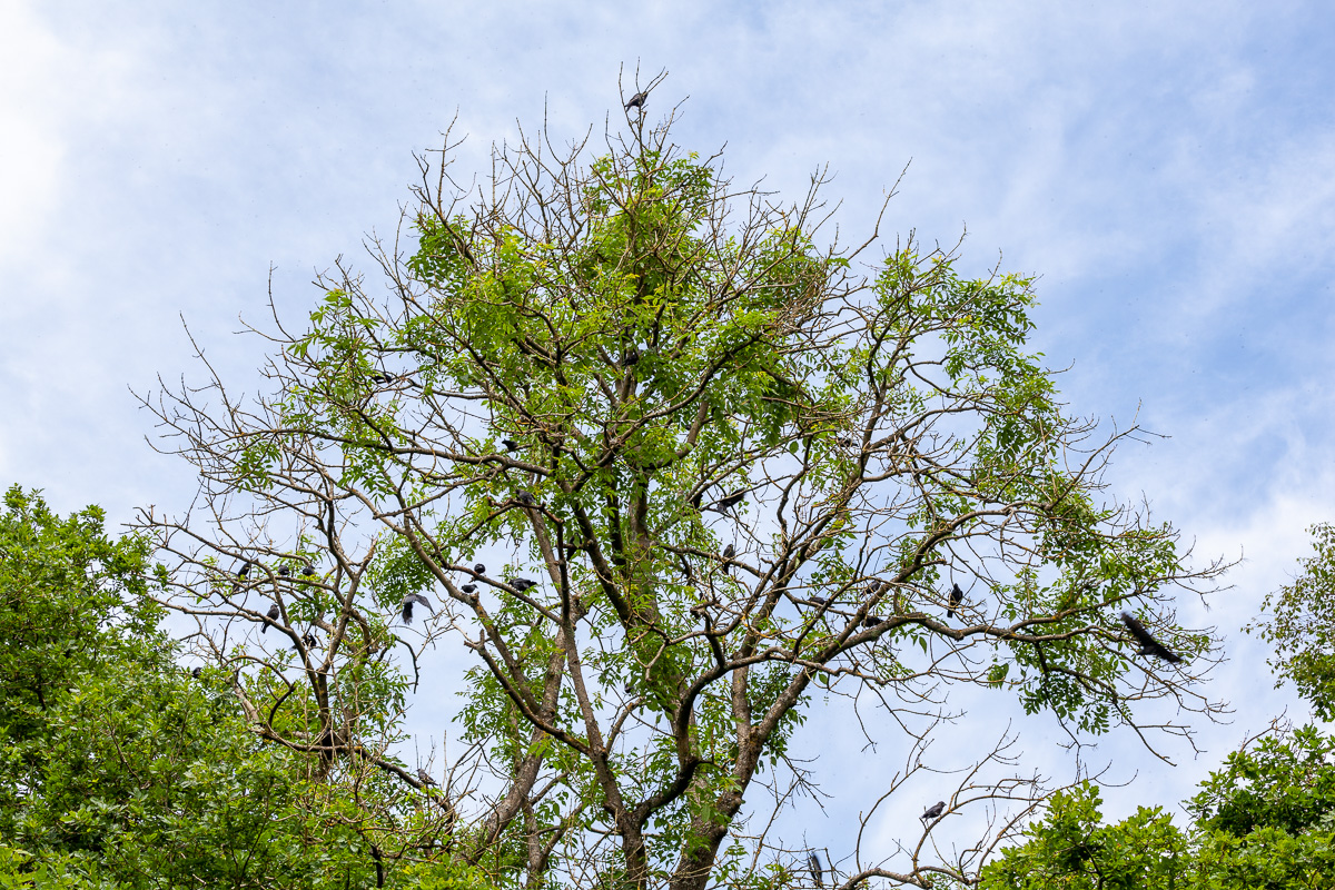 Jackdaws