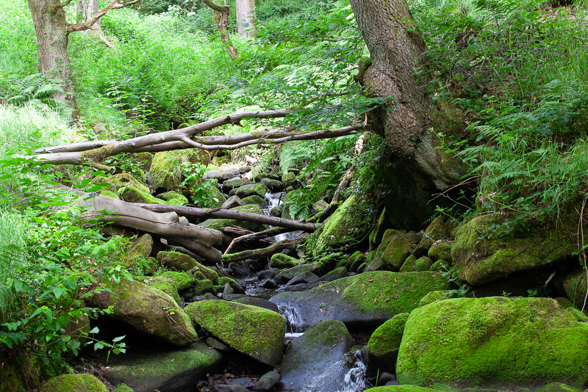 Nutclough Wood