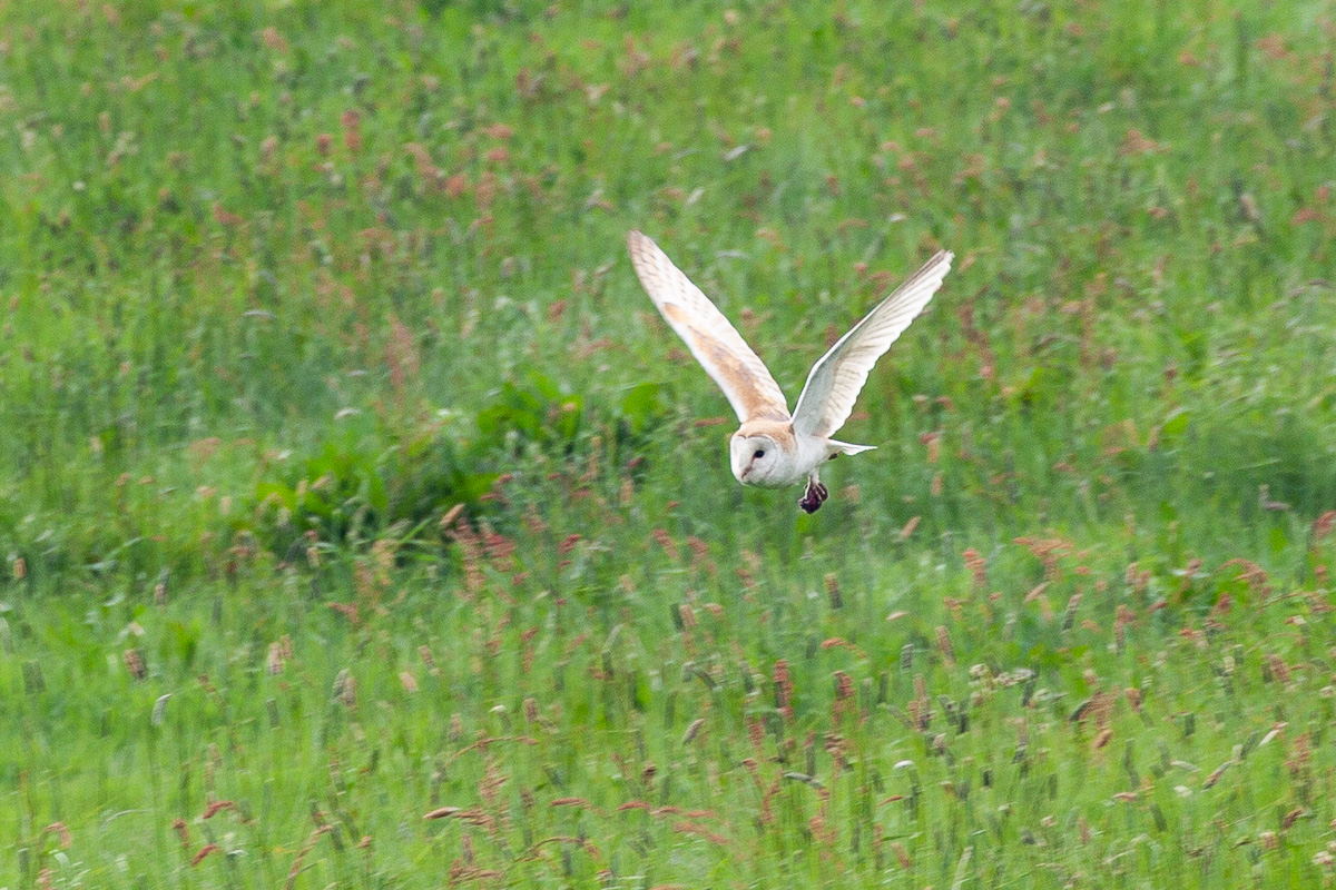 Barn owl with hapless vole