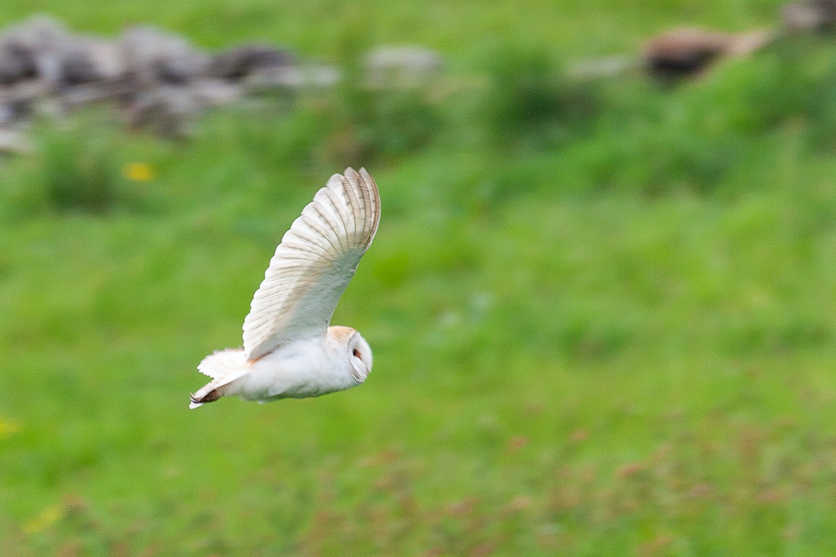 Barn Owl