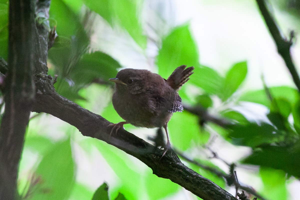Young wren