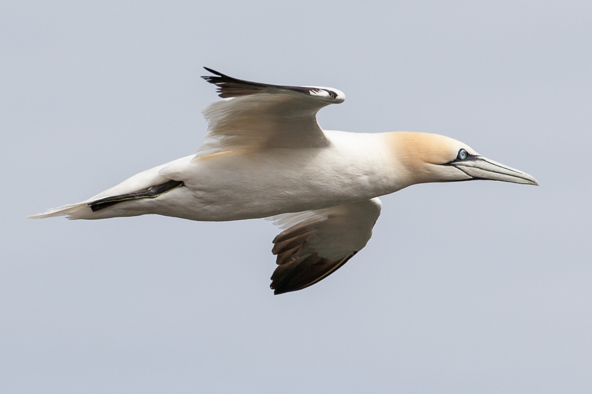 Gannets