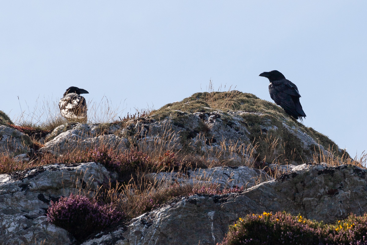 Ravens