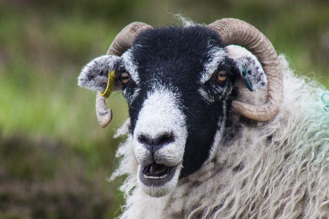 Newsletter No. 26: ‘Slits for pupils’