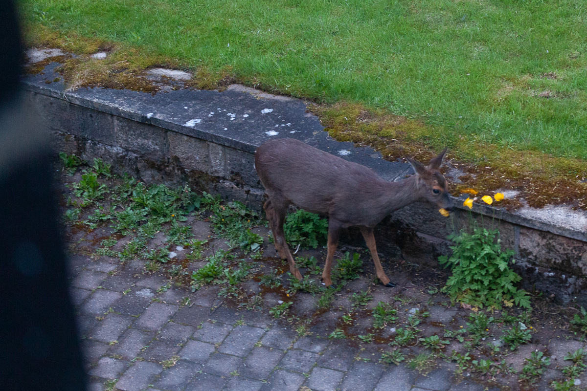 Roe deer
