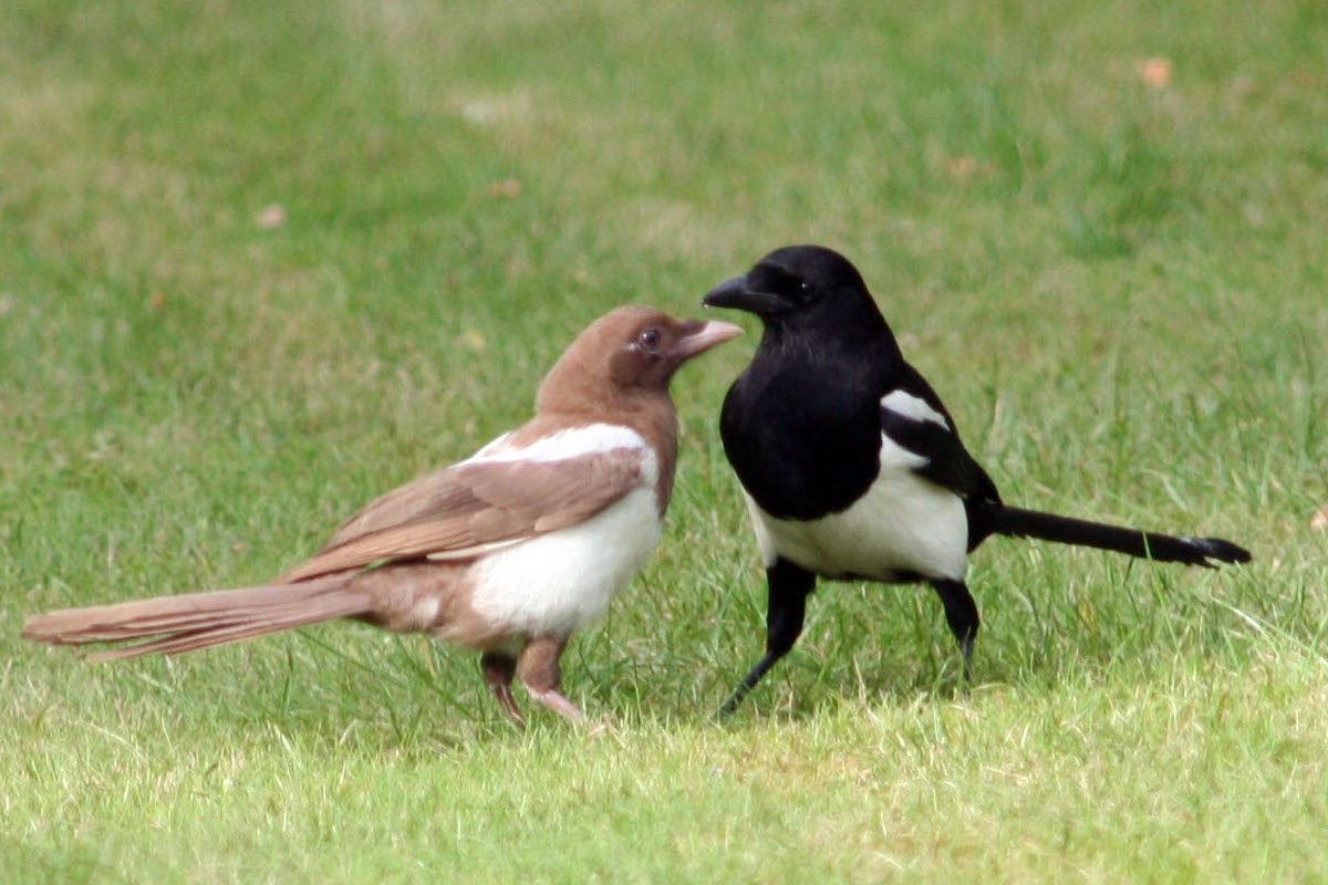 Weird magpie
