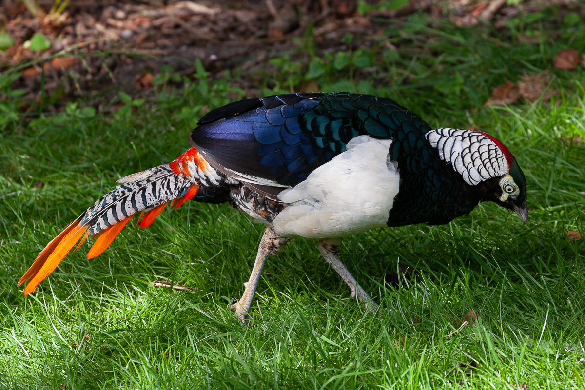 Lady Amherst’s pheasant