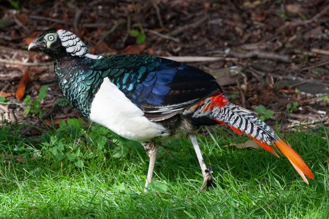 Newsletter No. 30: ‘Ming’