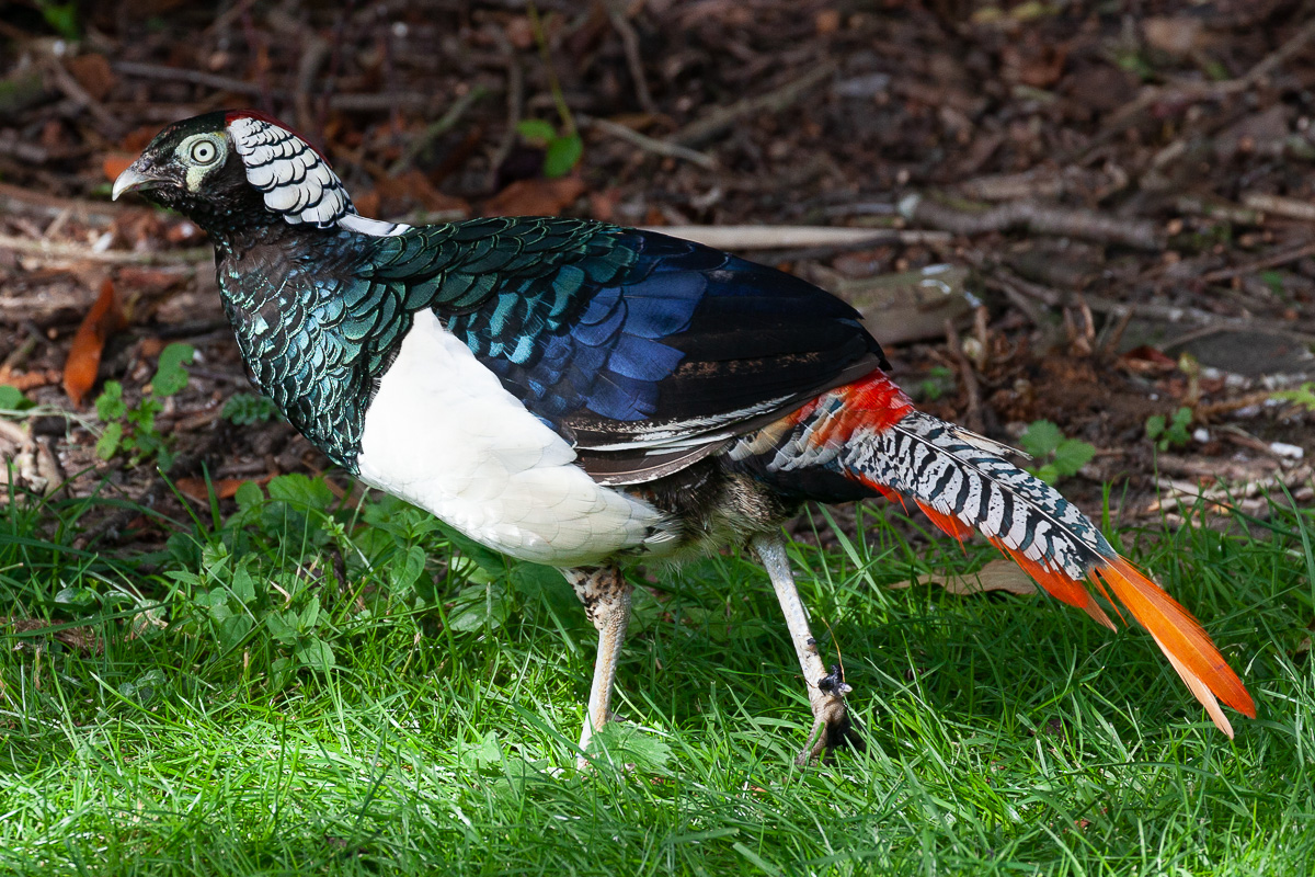 Lady Amherst’s pheasant