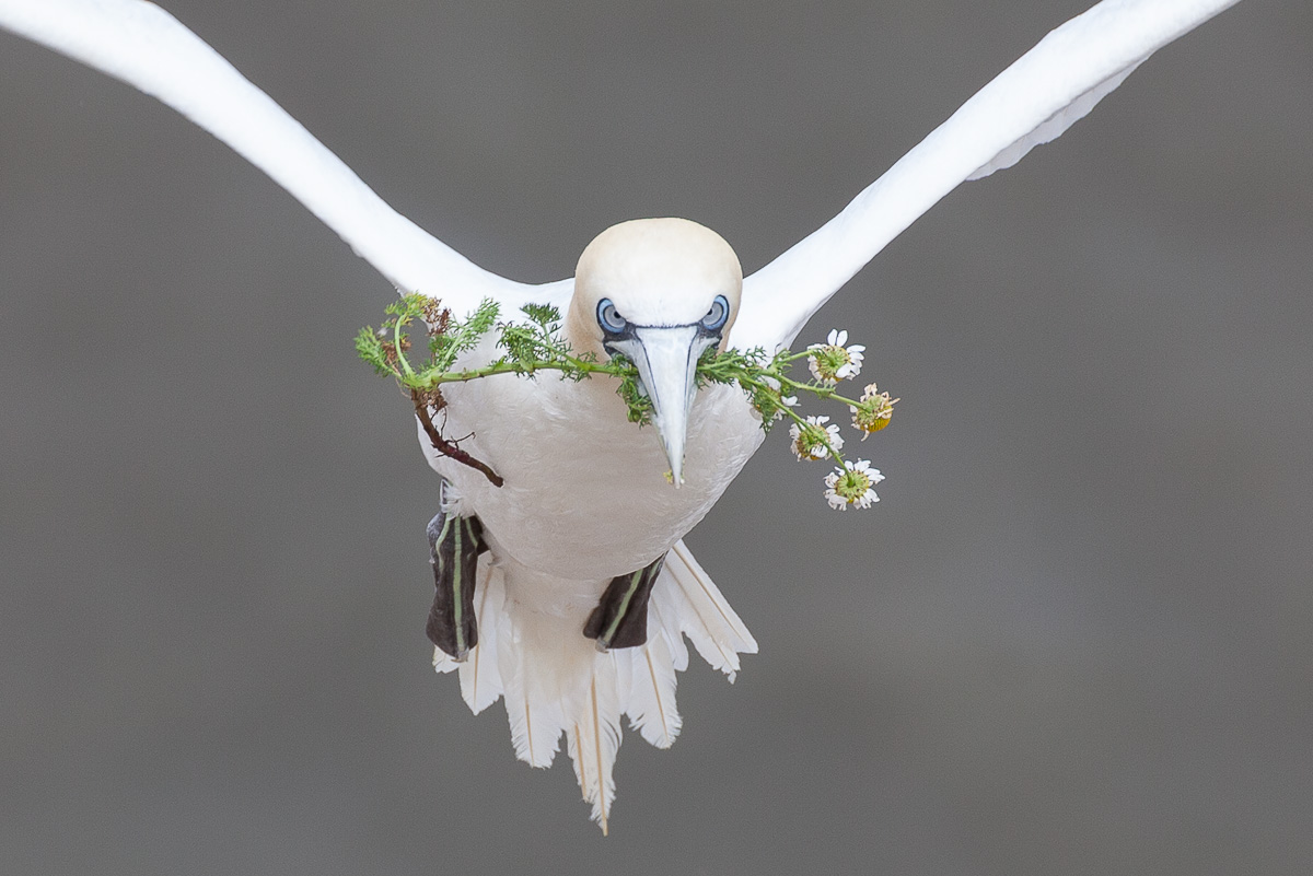 Gannet