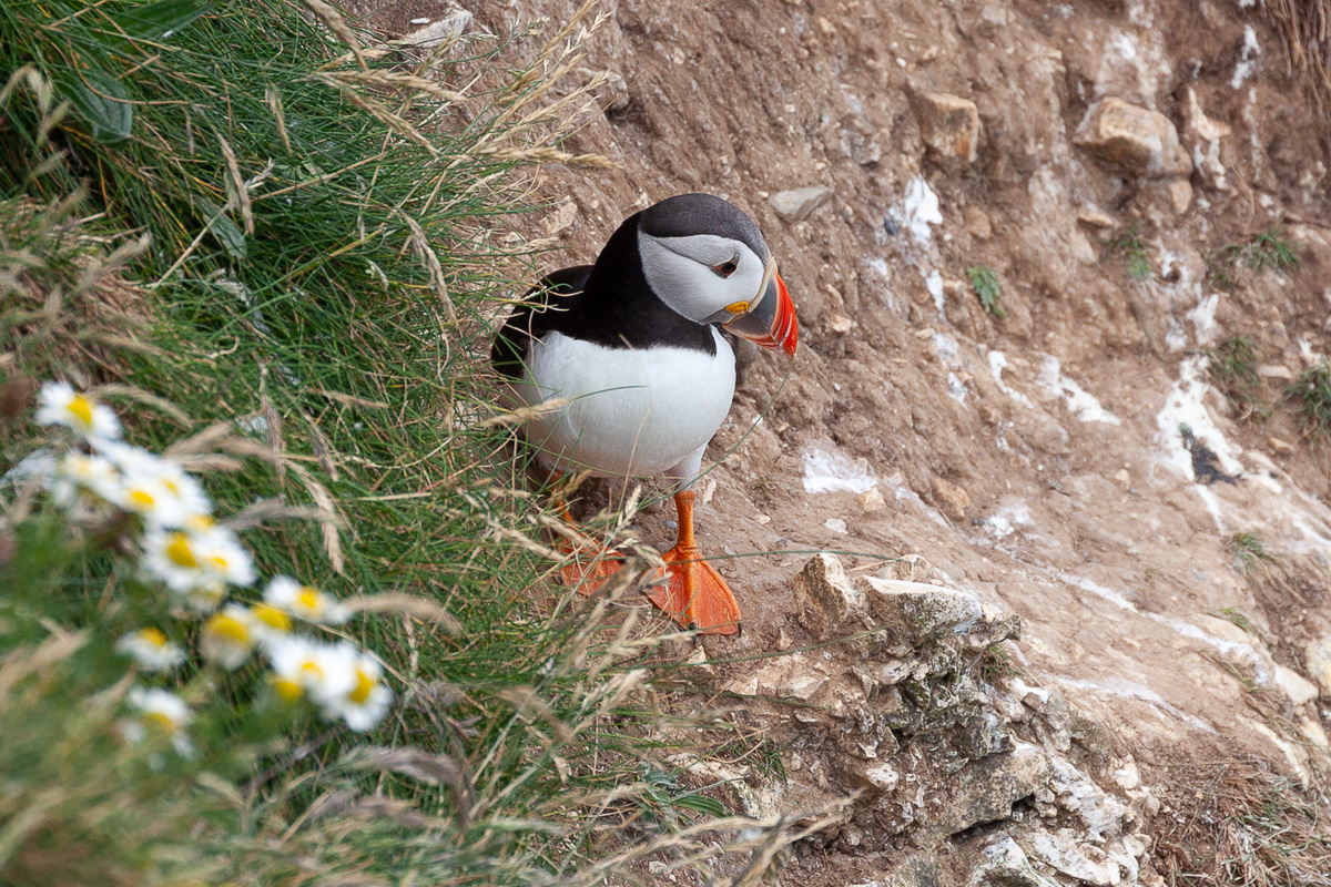 Puffin
