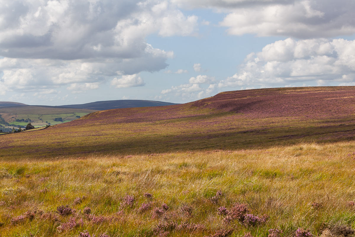 On the Moor
