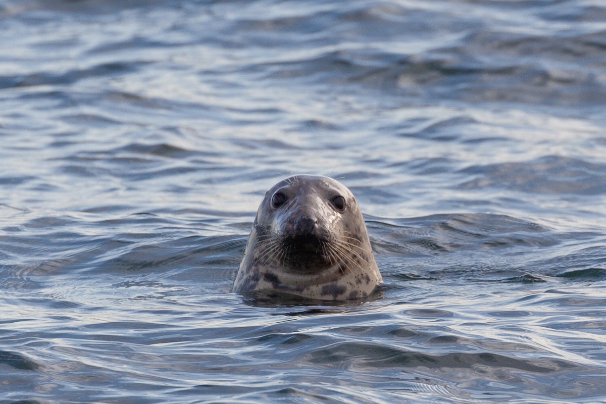 Grey seal