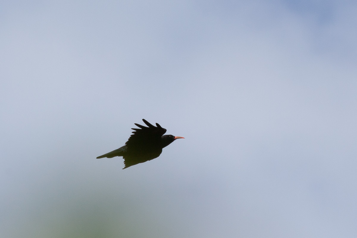 Chough
