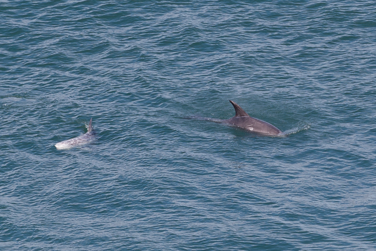 Risso’s dolphins