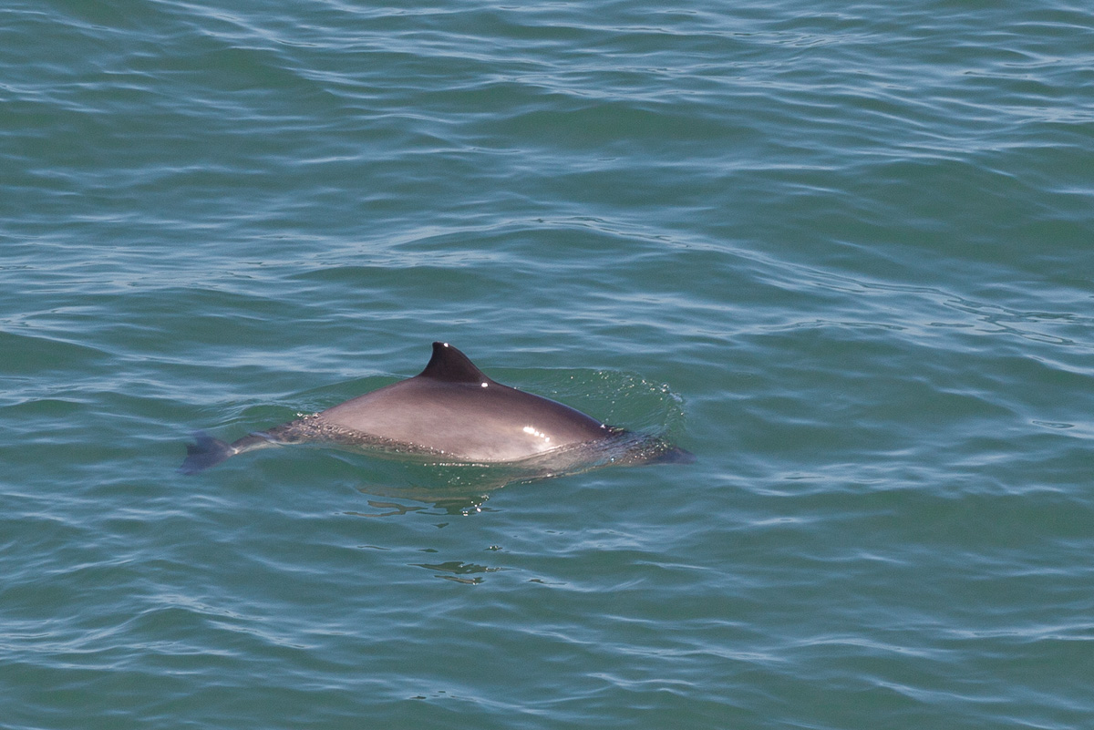 Harbour porpoise, Anglesey