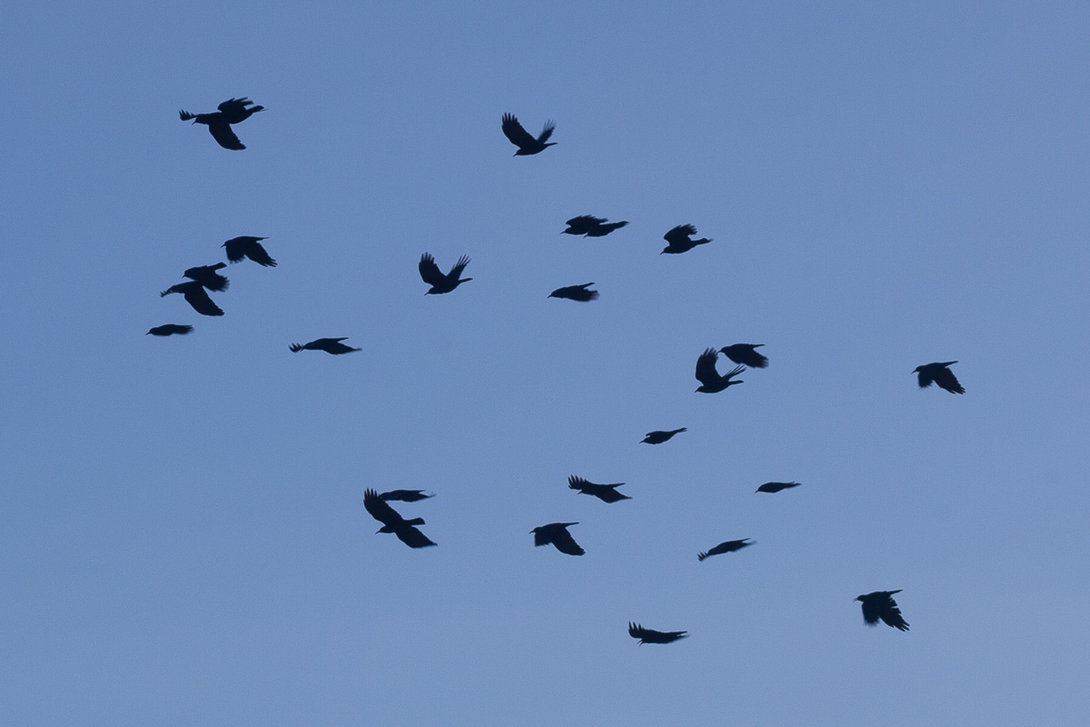 Choughs, Anglesey