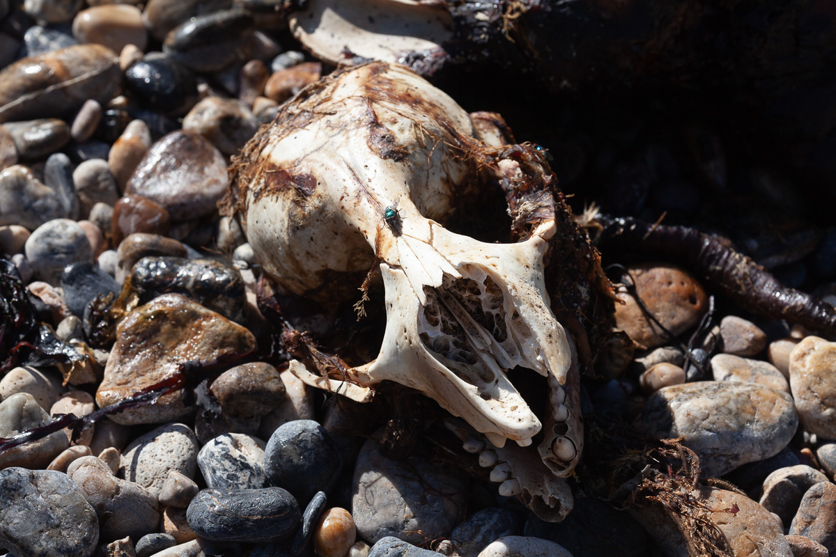 Dead grey seal, Anglesey