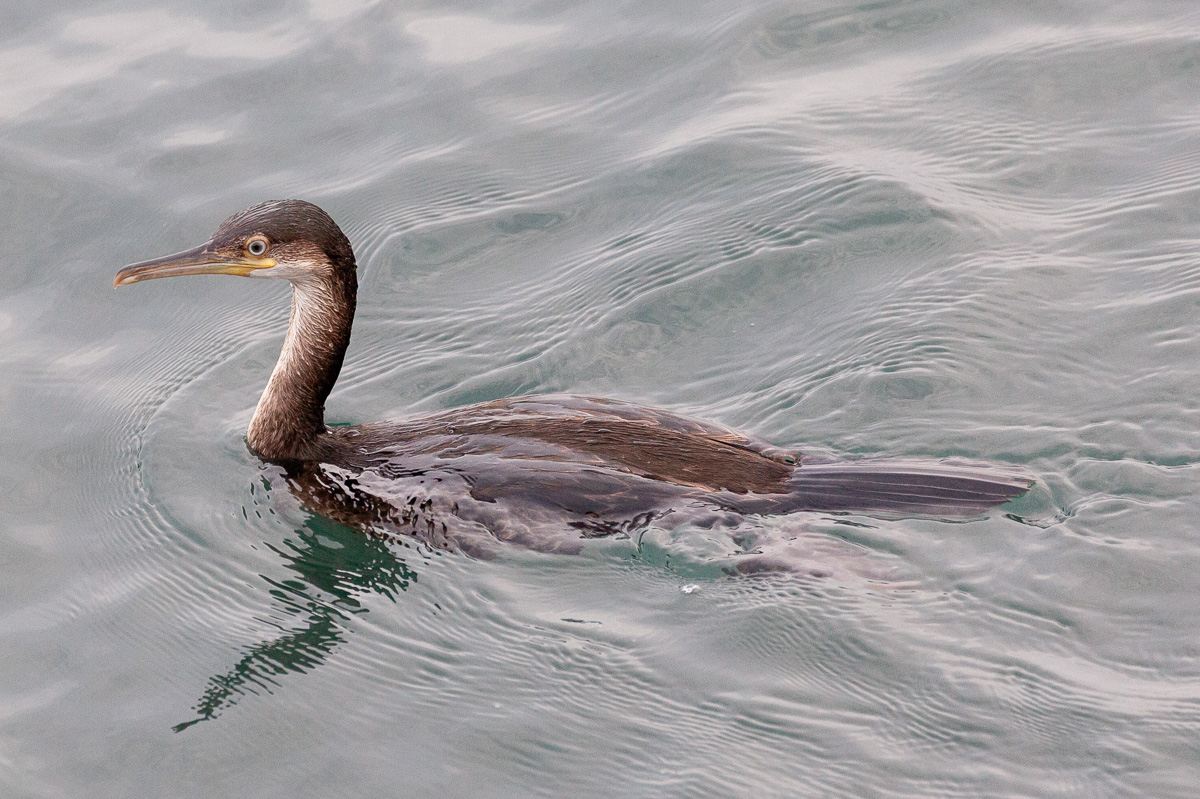 Shag, Anglesey