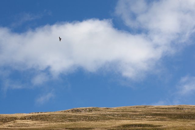 Red kite above Thorpe Cloud, Dovedale