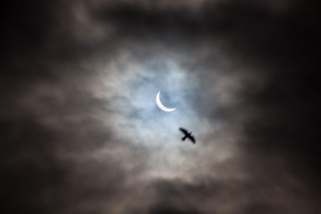 Partial solar eclipse (and jackdaw), Hebden Bridge, 2015