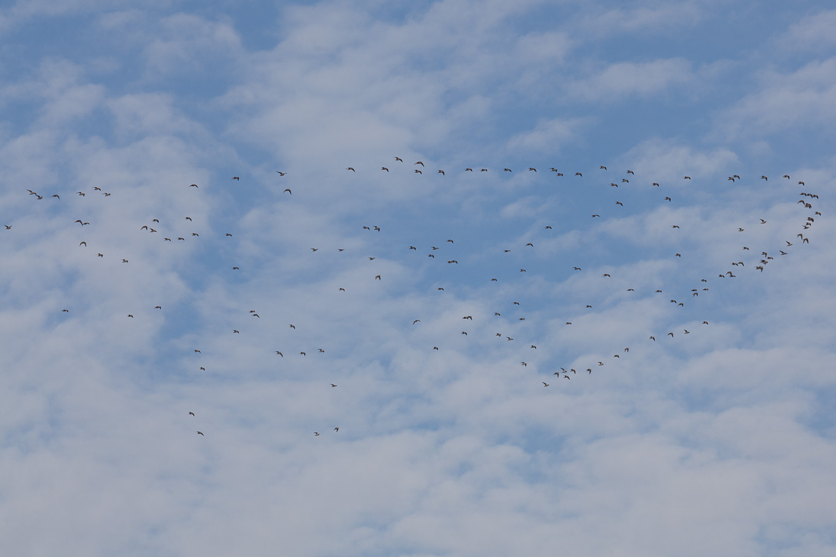 Golden plover