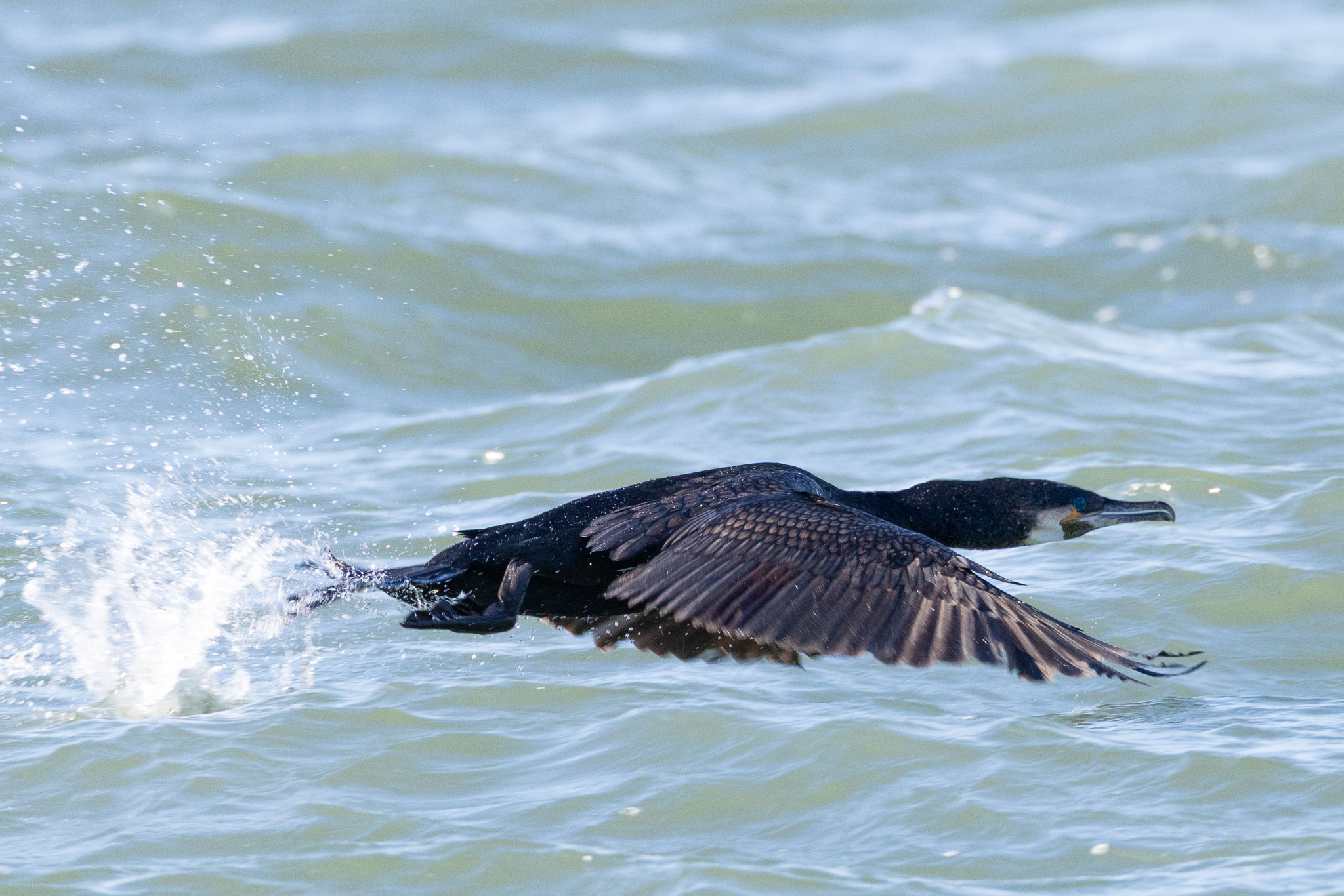 Cormorant
