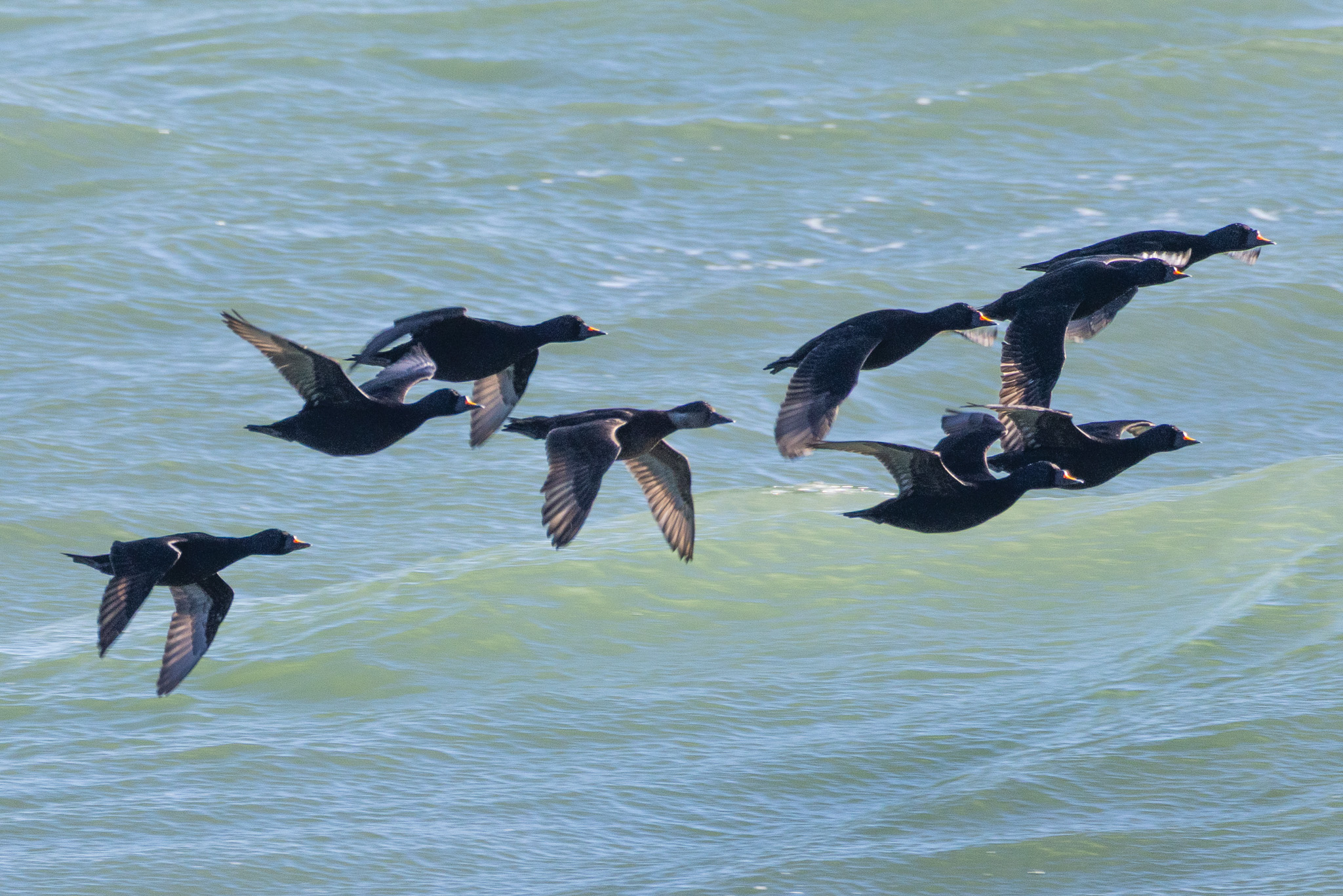 Common scoters