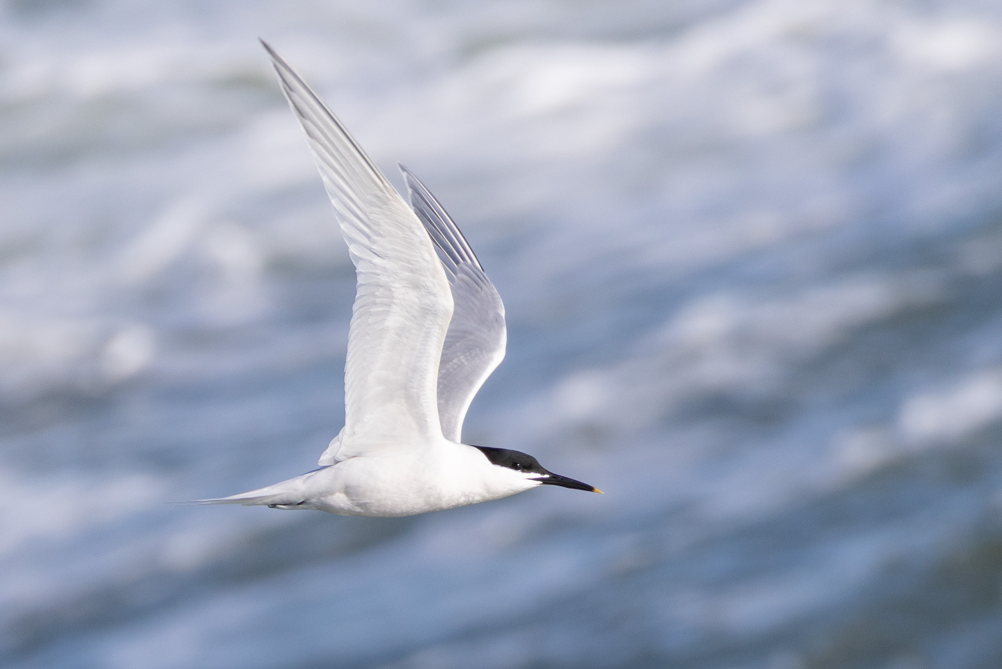 Sandwich tern